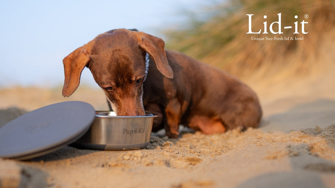 The Story Behind the Lid-it® Bowl: Solving Everyday Pet Parent Frustrations