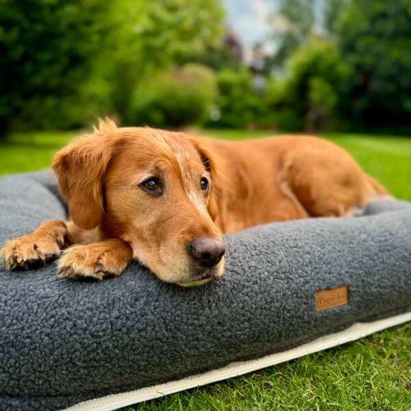 Personalised large dog beds hotsell