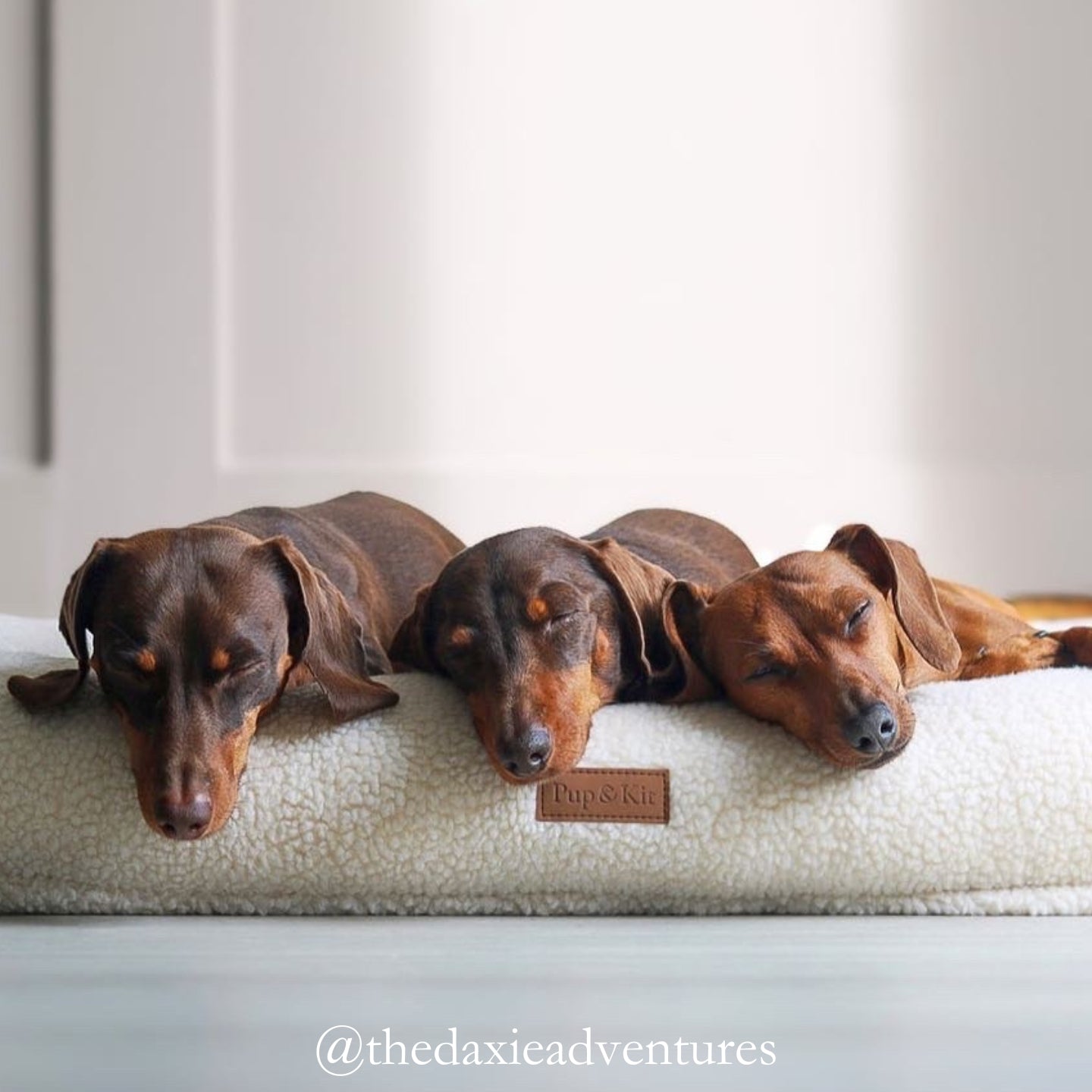 Dachshund dog bed best sale